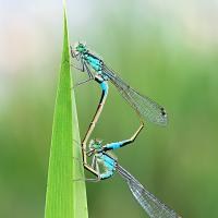 Blue-Tailed Damselflies mating 11 